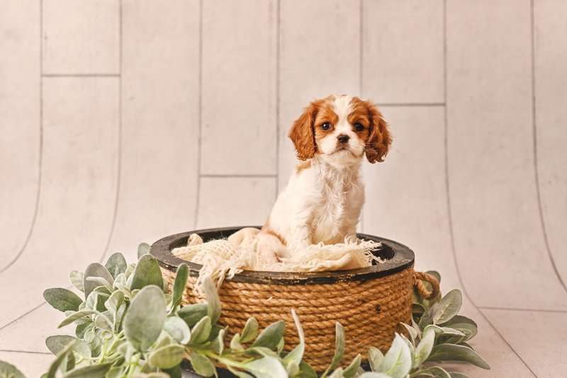 Pet Photography | NYC Photographer | Family Photography