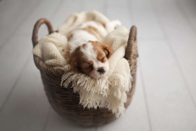 classic elegant poses nyc pet photography