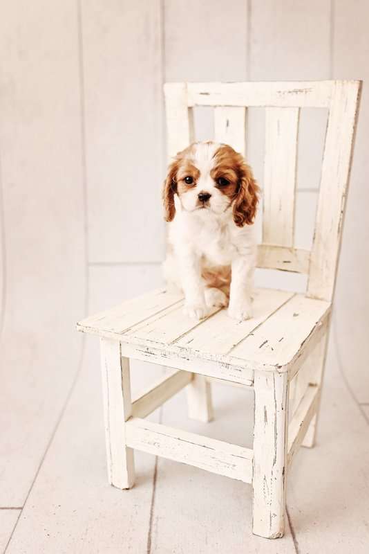 doggy on the chair nyc photographer pets