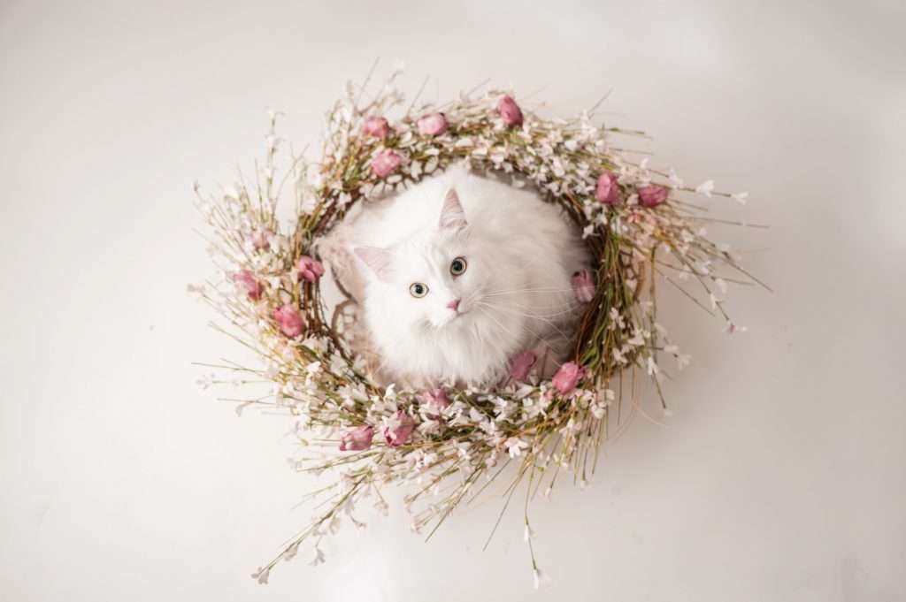 Staten Island pet photography, Brooklyn pet photographer, professional pet photographer near me, NYC pet photographers