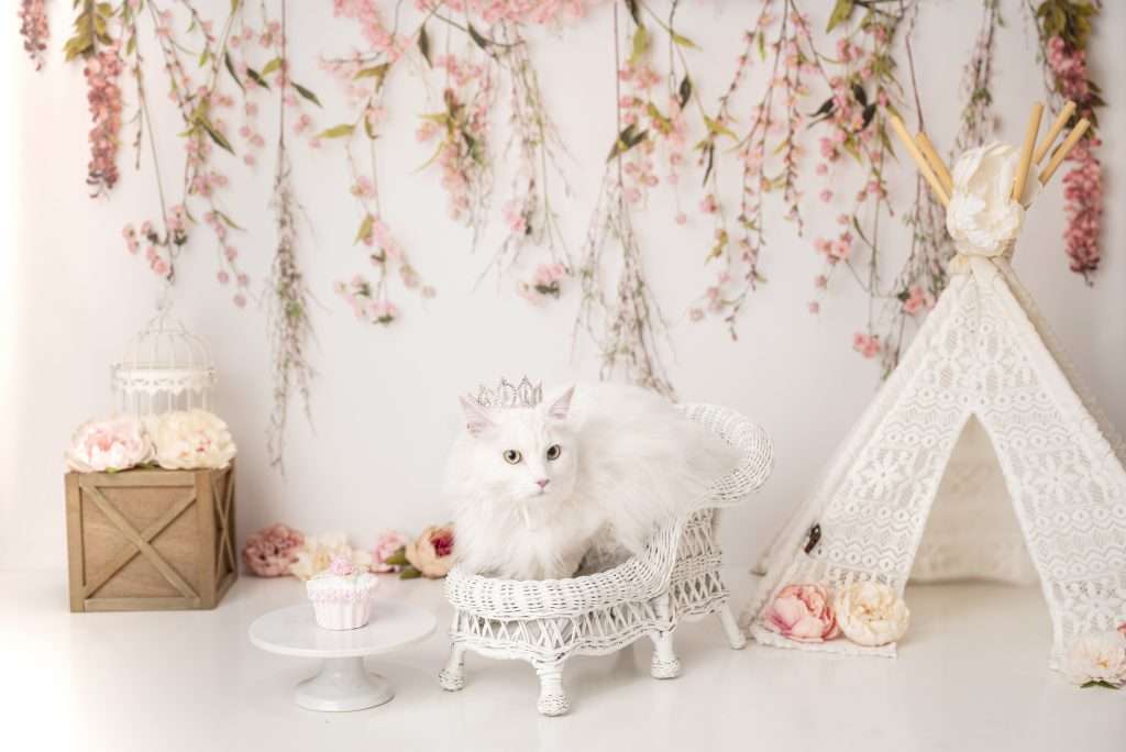 Staten Island pet photography, Brooklyn pet photographer, professional pet photographer near me, NYC pet photographers